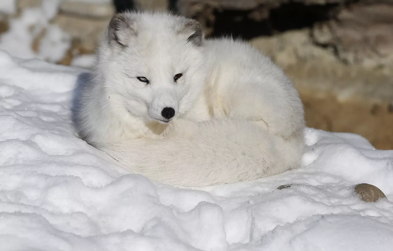 « Le renard arctique en danger critique d’extinction : une espèce menacée par le changement climatique »